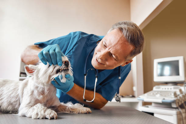 Best Emergency Dental Care for Trauma or Injury in Chelan, WA